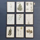 Ingelijste Herbariums van bloemen en planten