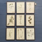 Ingelijste Herbariums van bloemen en planten
