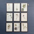 Ingelijste Herbariums van bloemen en planten