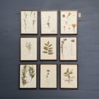 Ingelijste Herbariums van bloemen en planten