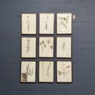 Ingelijste Herbariums van bloemen en planten