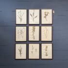 Ingelijste Herbariums van bloemen en planten