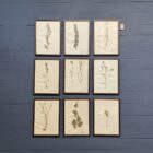 Ingelijste Herbariums van bloemen en planten