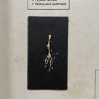 Geprepareerde kikker skeletten in houten boek