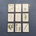 Ingelijste Herbariums van bloemen en planten